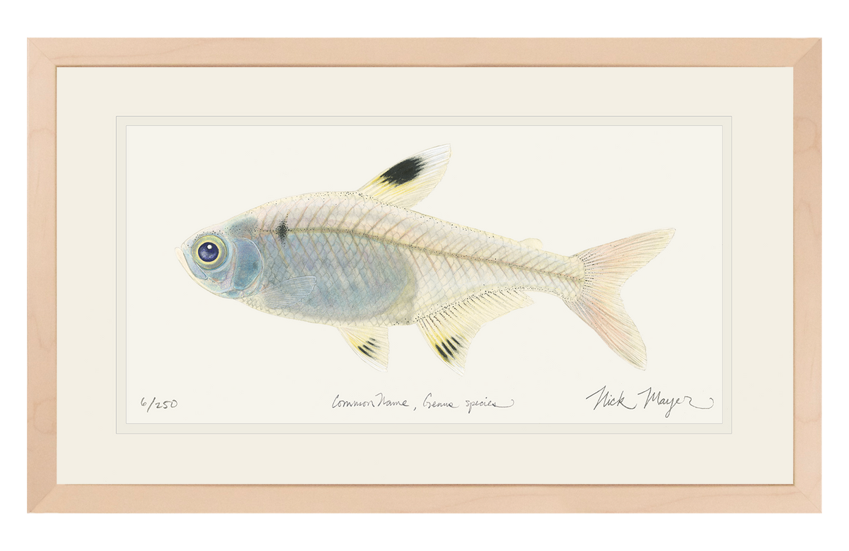 X-ray Fish Original Watercolor Painting