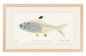 X-ray Fish Original Watercolor Painting