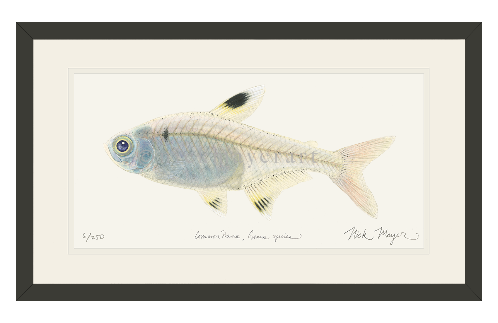 X-ray Fish Print