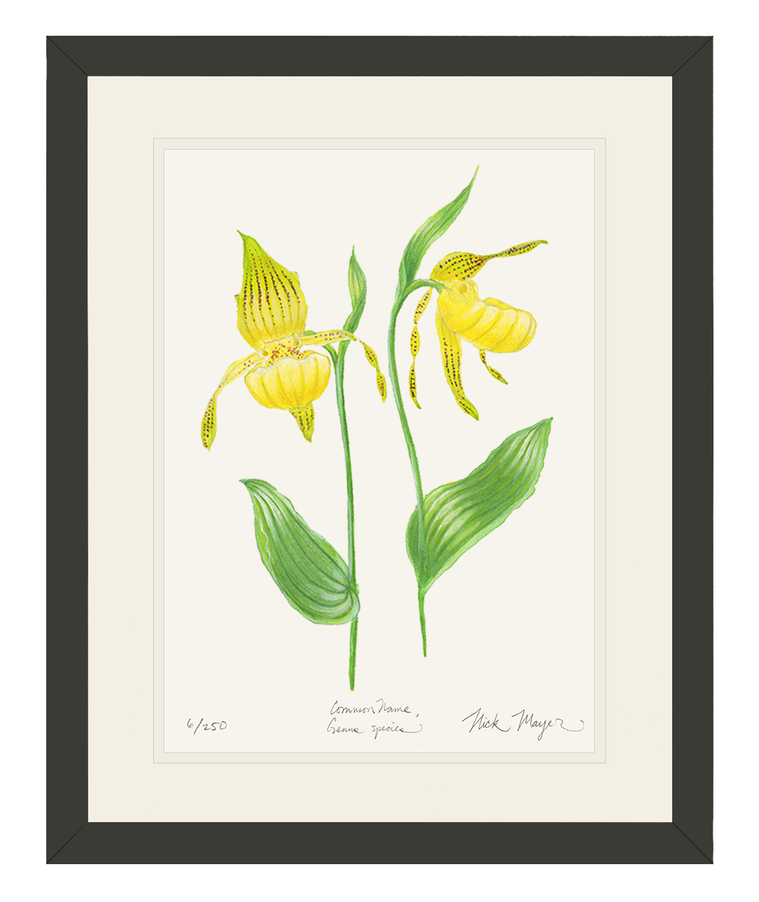 Yellow Lady's Slipper Wildflower Limited Edition Print