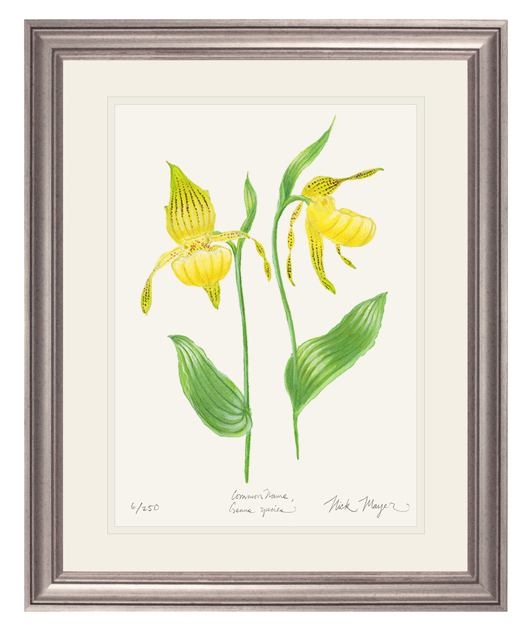 Yellow Lady's Slipper Wildflower Limited Edition Print