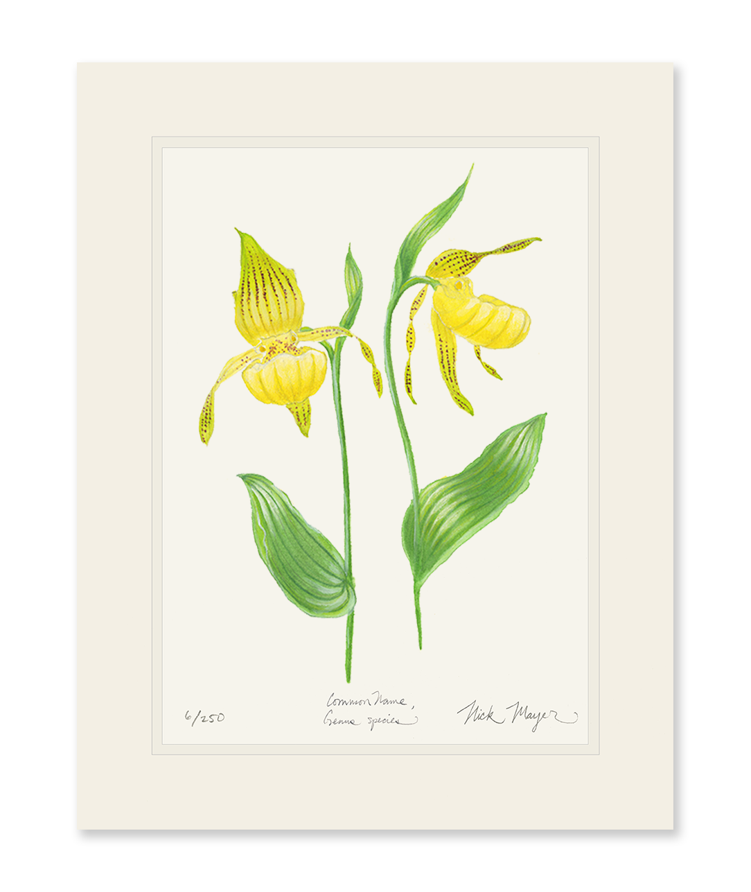 Yellow Lady's Slipper Wildflower Limited Edition Print