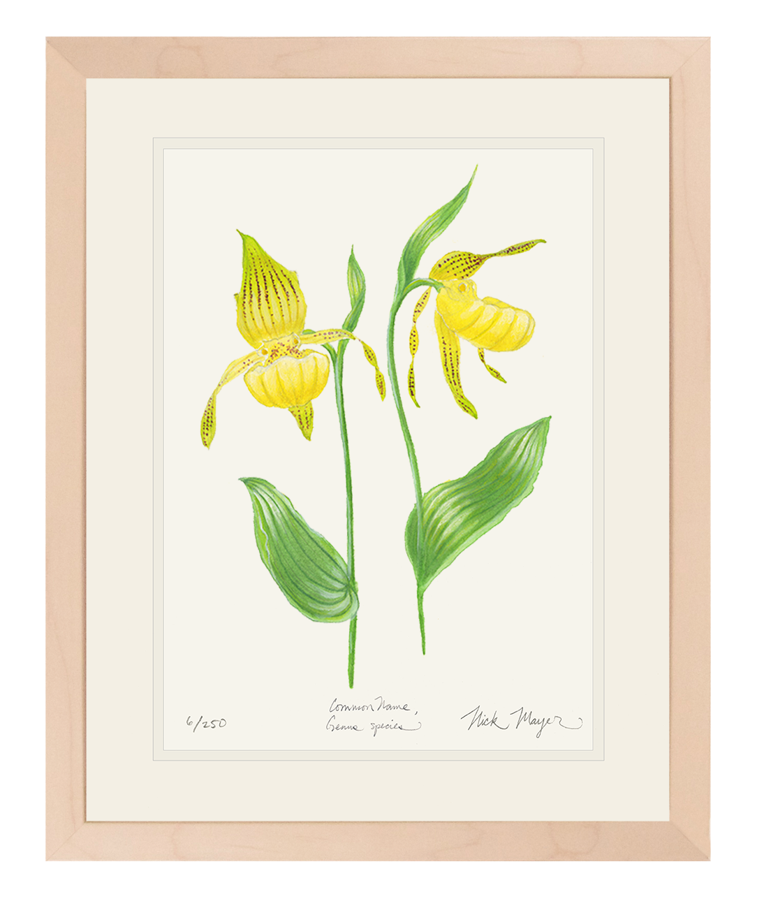 Yellow Lady's Slipper Wildflower Limited Edition Print
