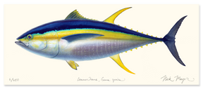 Yellowfin Tuna Masterwork Canvas