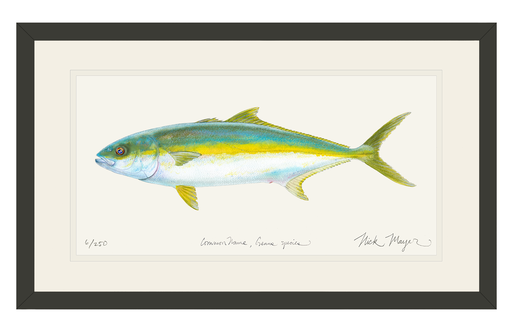 California Yellowtail I Print