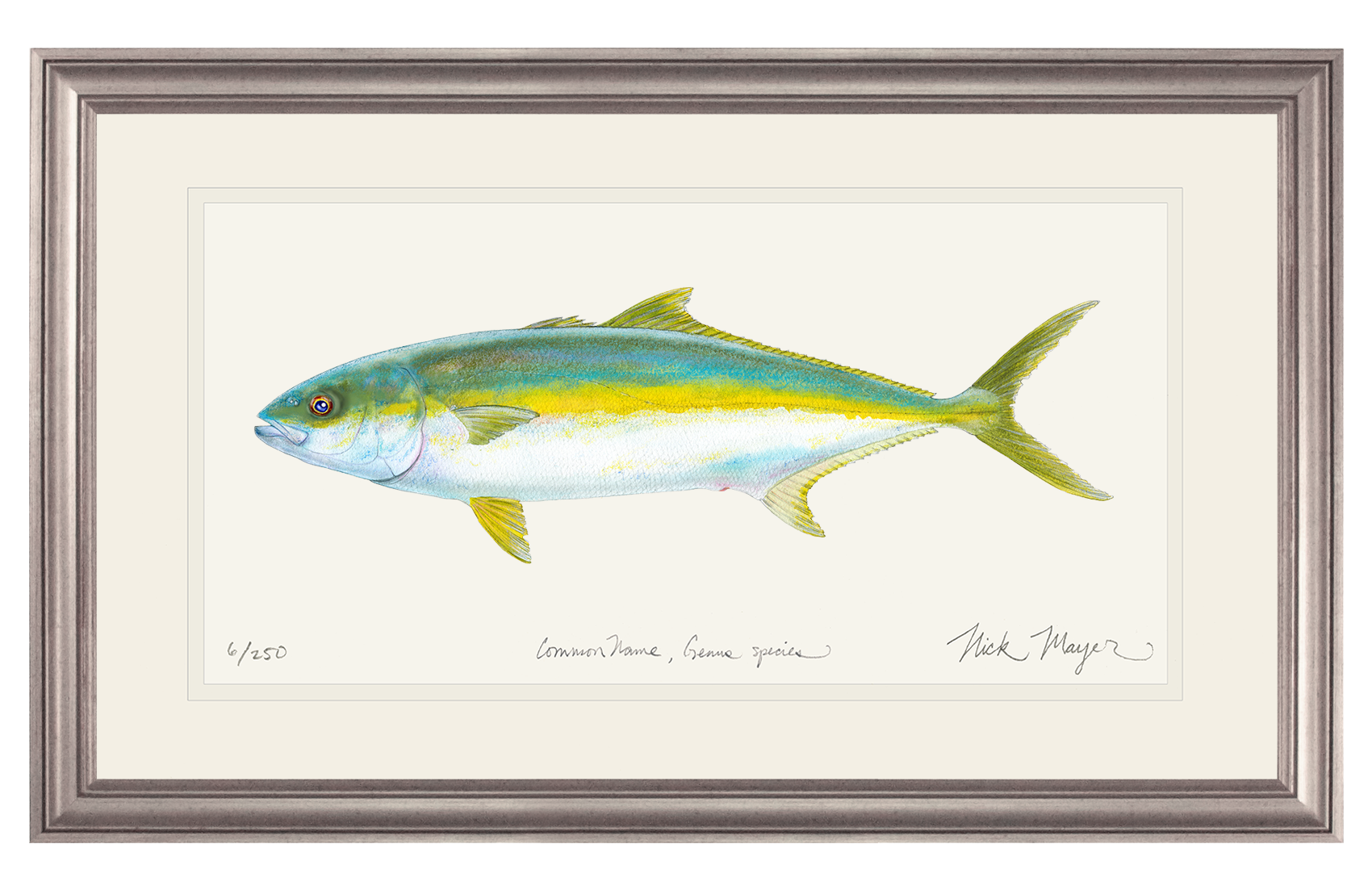 California Yellowtail I Print