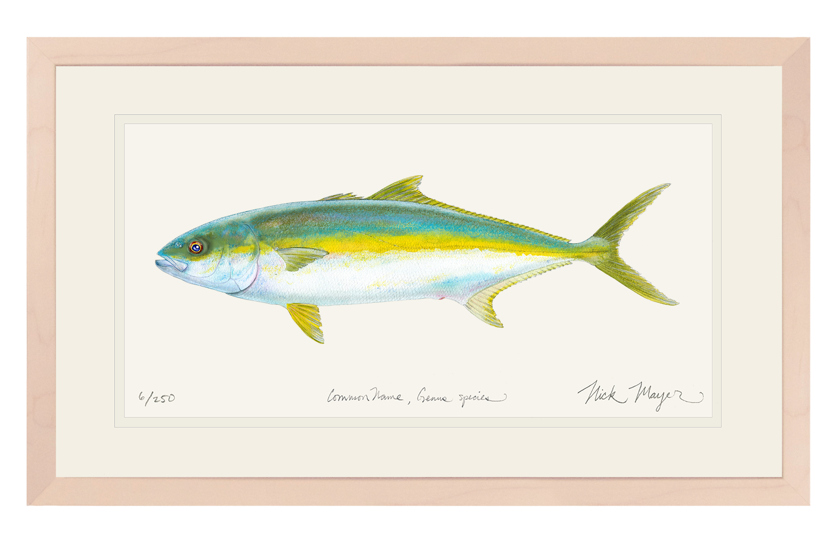 California Yellowtail I Print