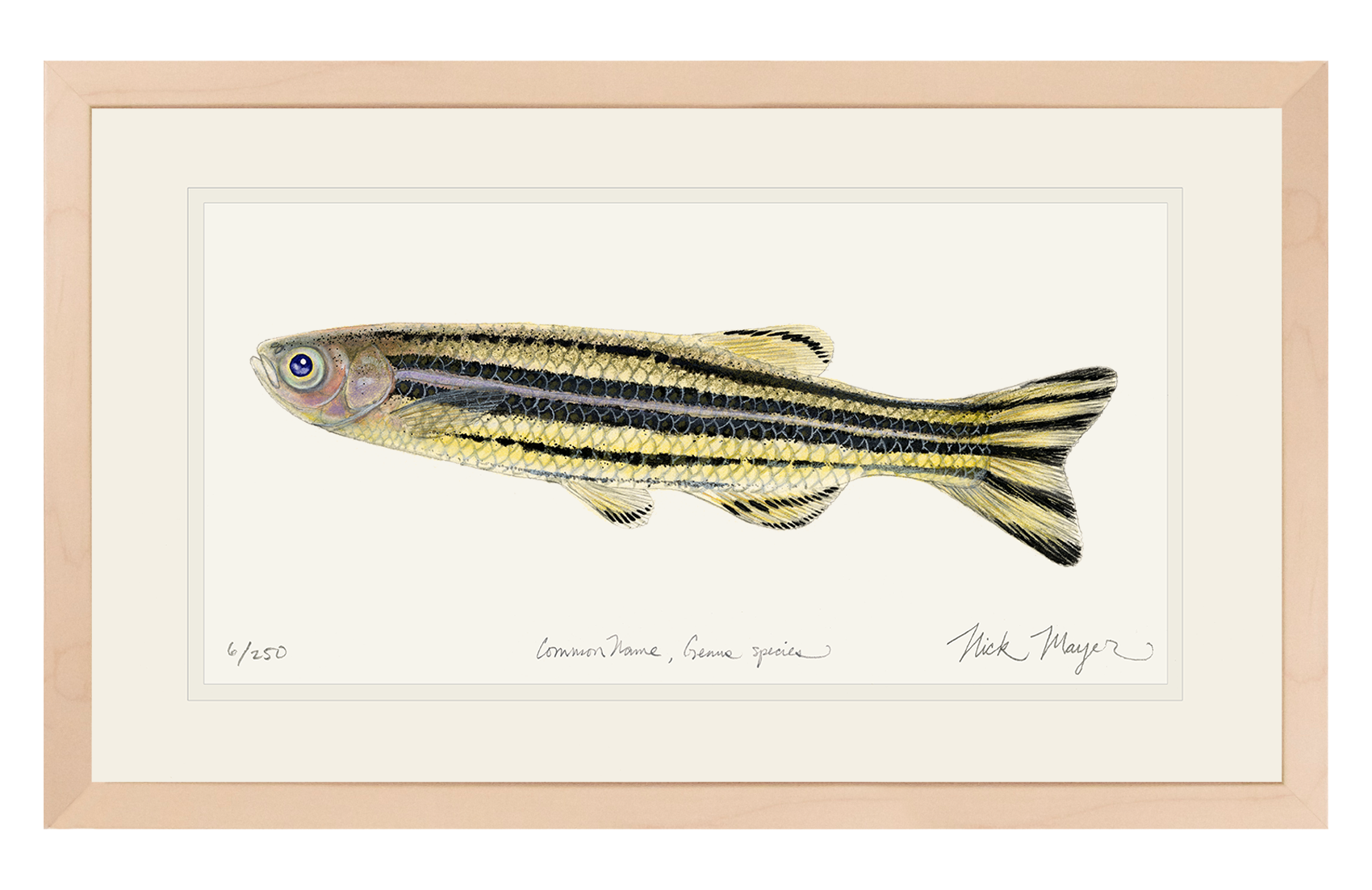 Zebrafish Original Watercolor Painting