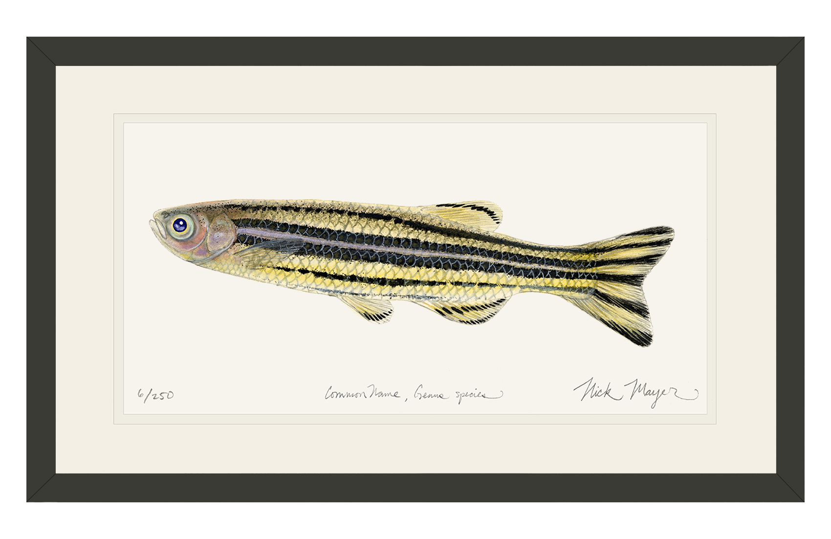 Zebrafish Print