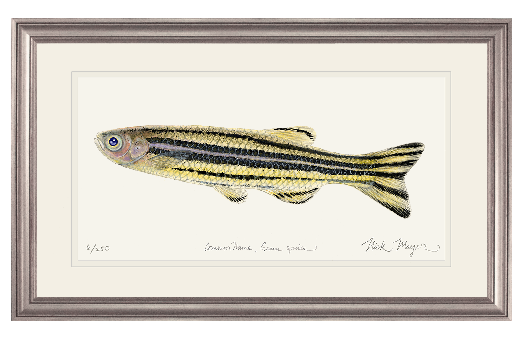 Zebrafish Print
