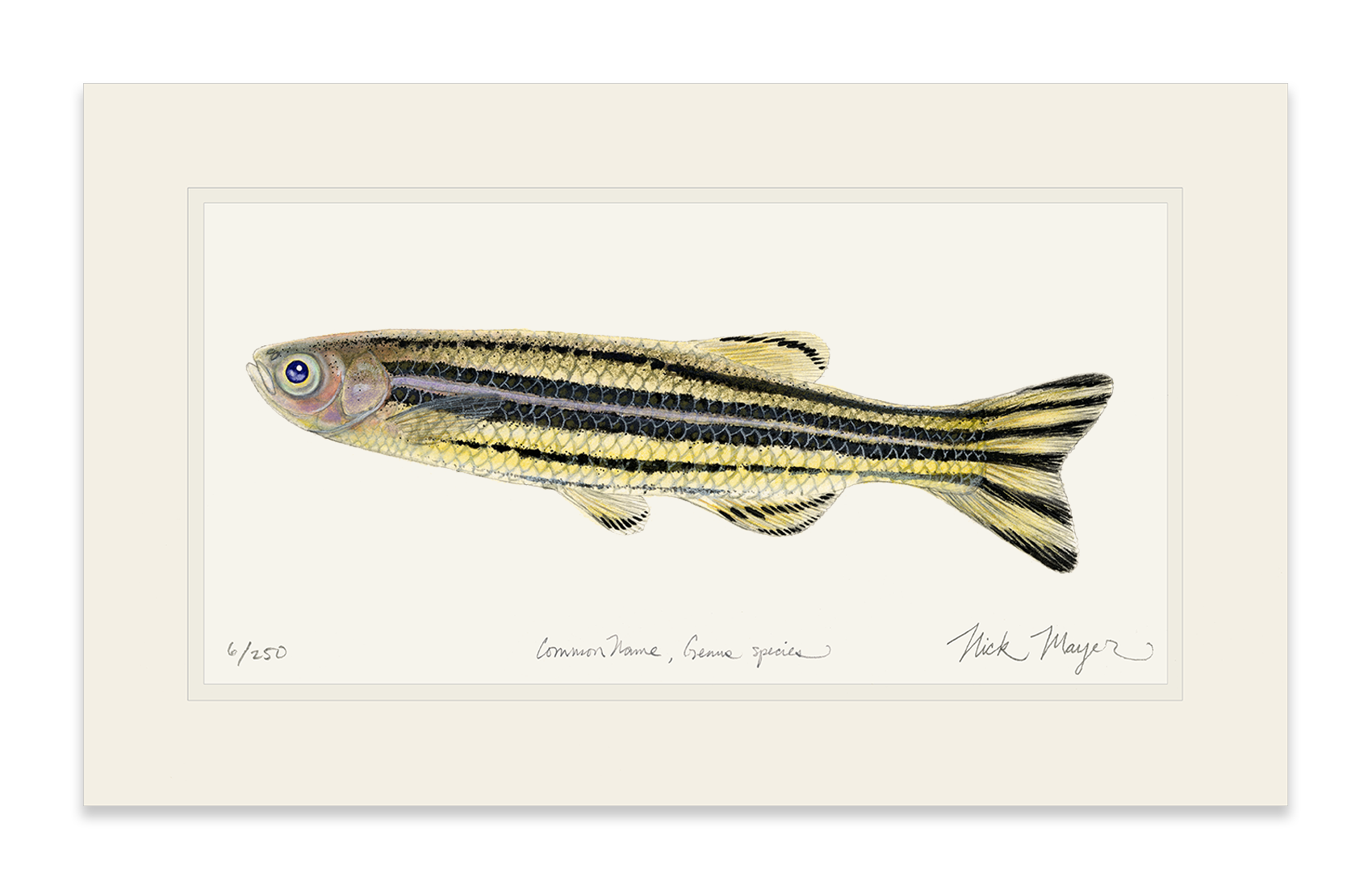 Zebrafish Print
