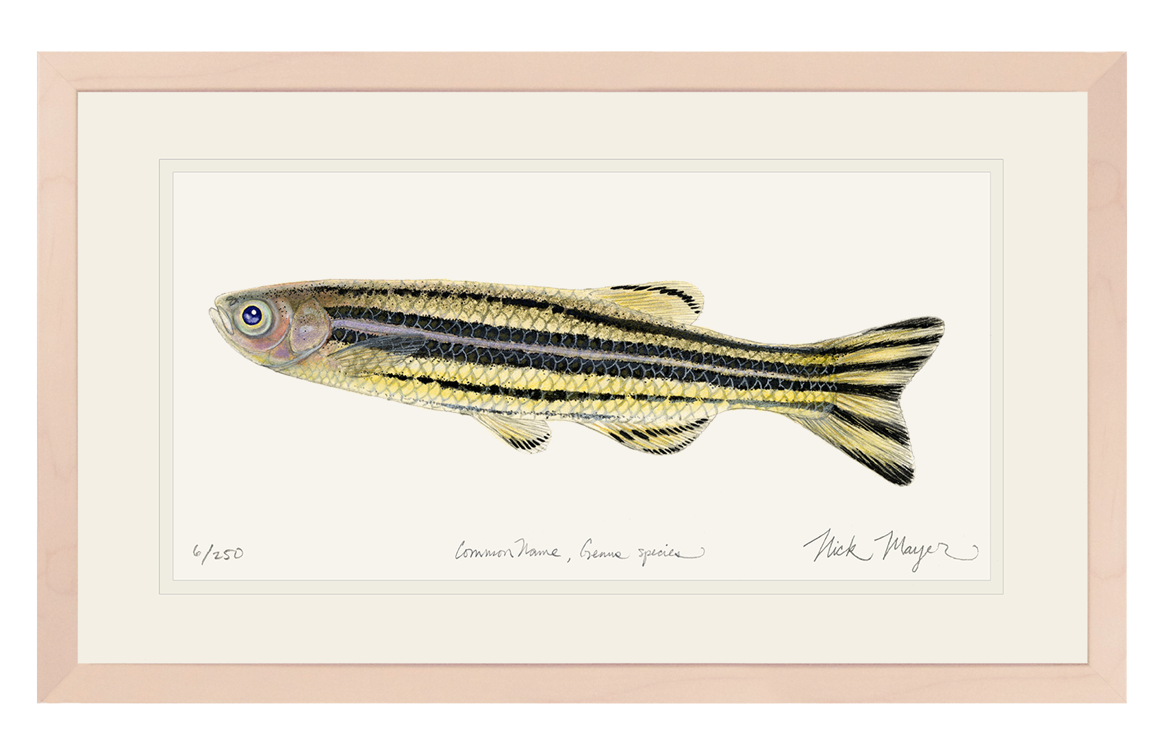 Zebrafish Print
