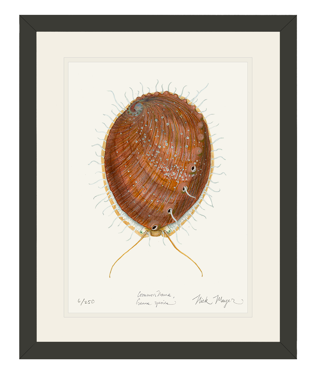 White Abalone II Limited Edition Print