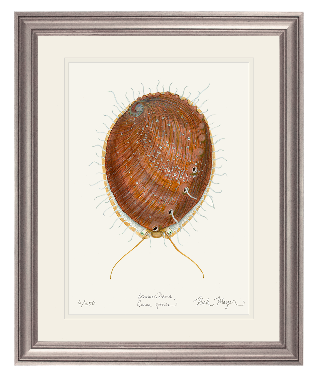 White Abalone II Limited Edition Print