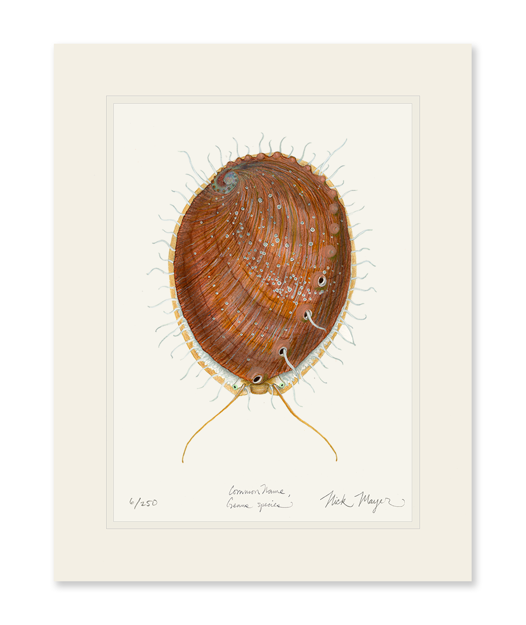 White Abalone II Limited Edition Print