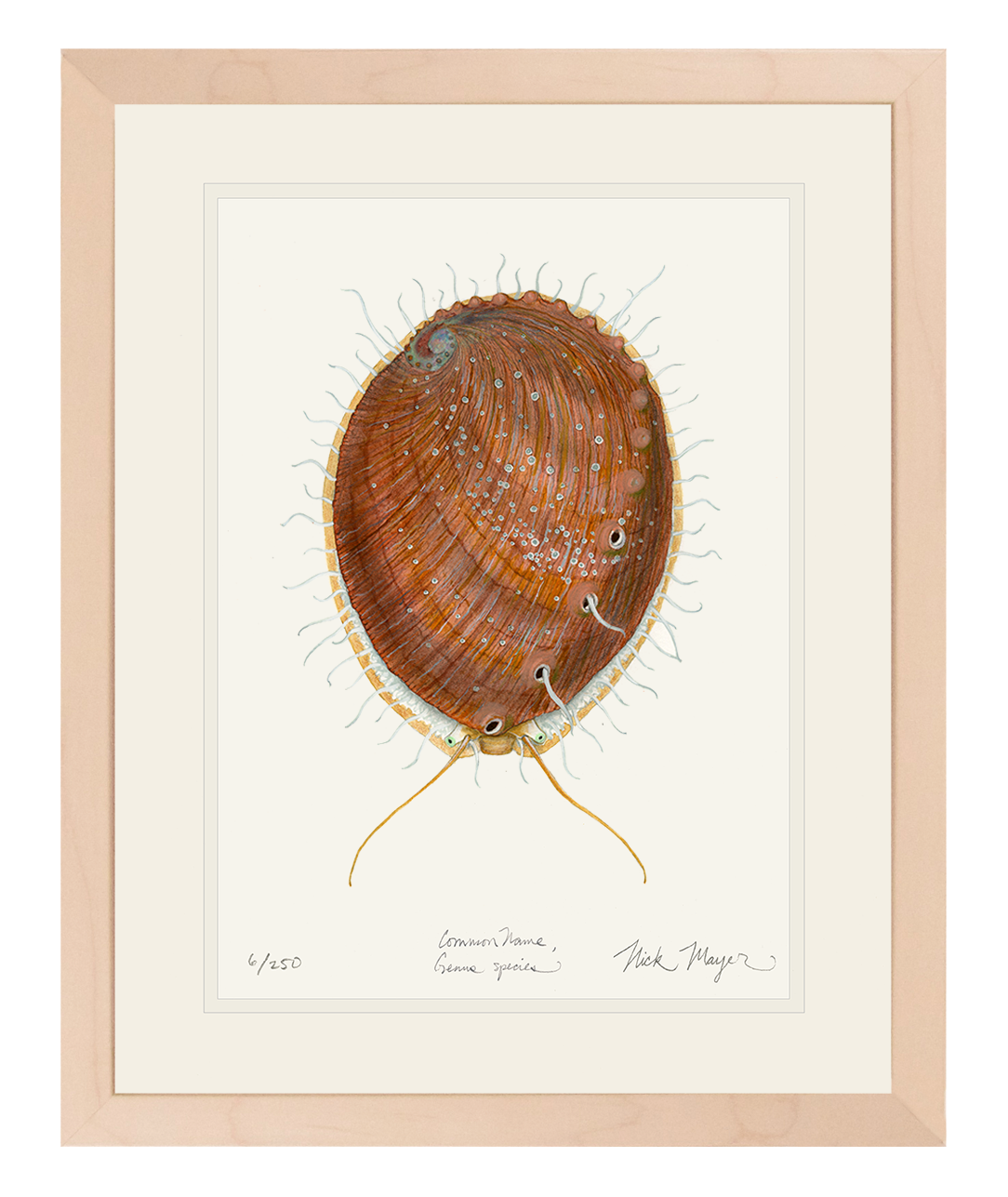 White Abalone II Limited Edition Print