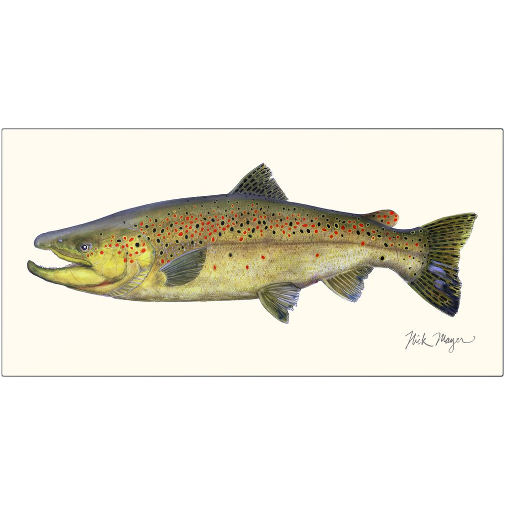 Brown Trout Metal Print, NEW!