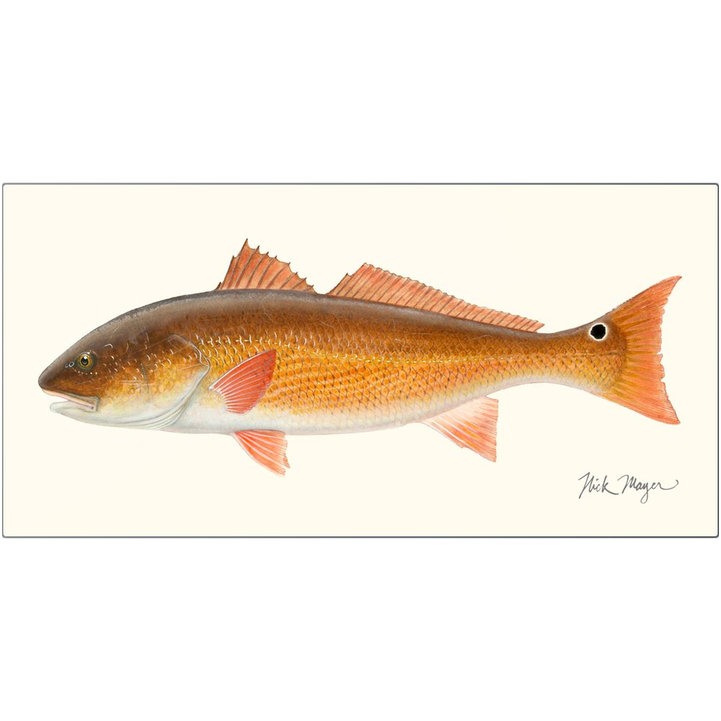 Redfish Metal Print, NEW!