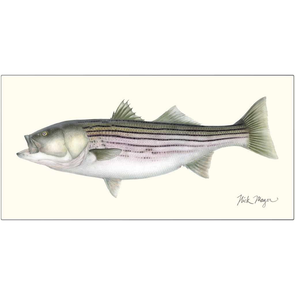 Striped Bass, 30 lbs Metal Print