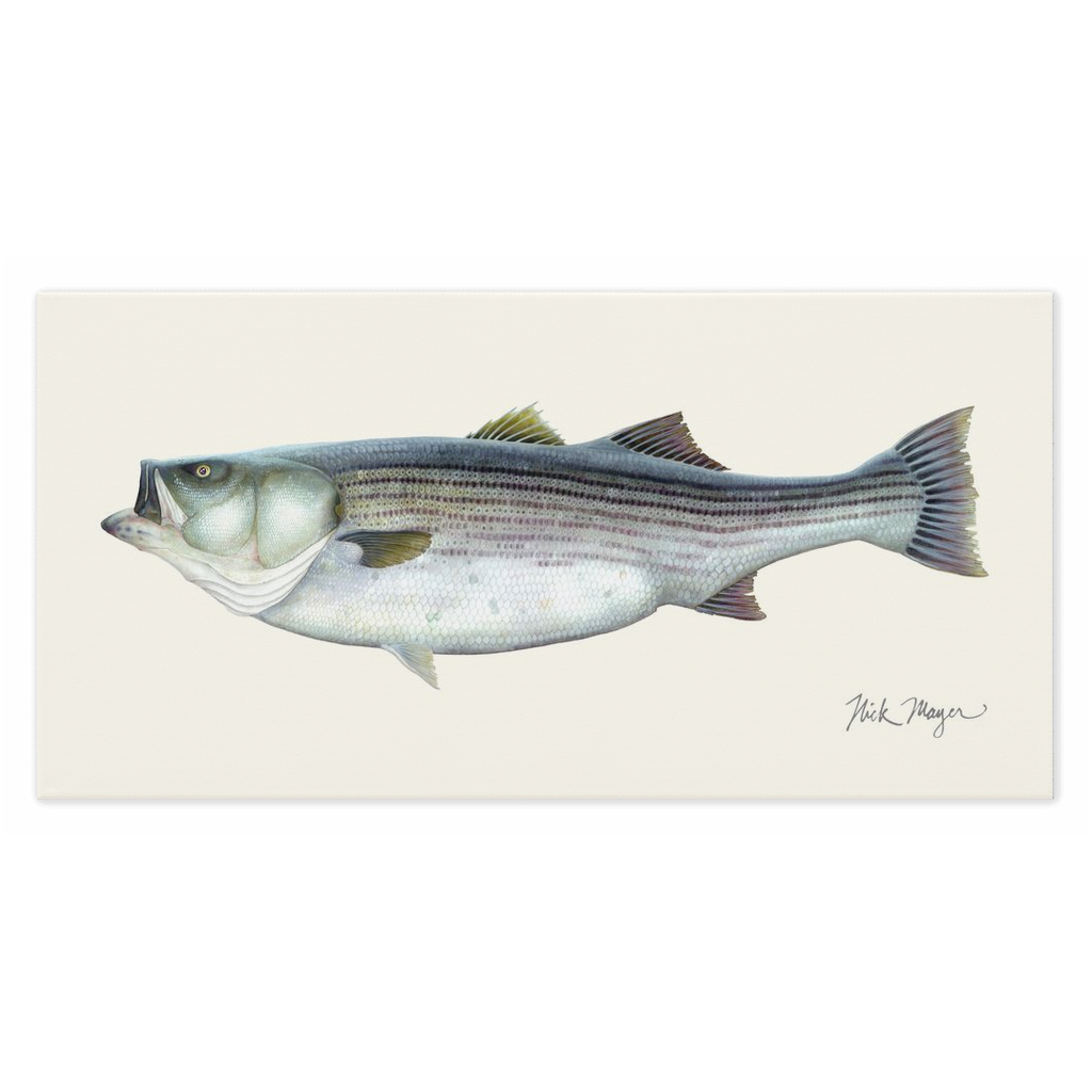 Striped Bass, 60 lbs Canvas Wrap