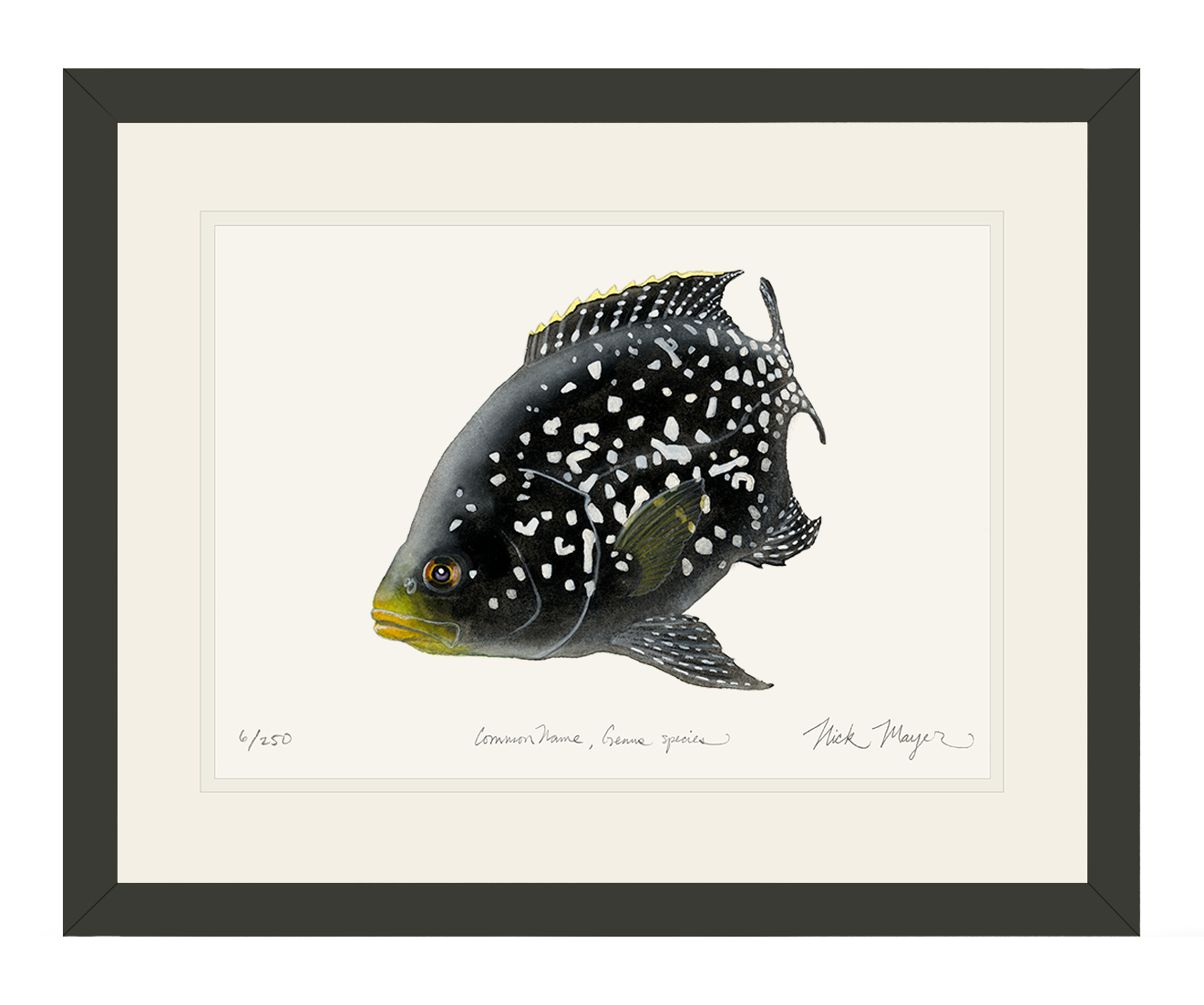 Starry Night Cichlid 2