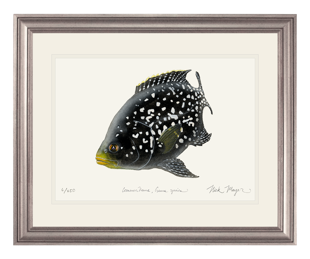 Cichlid Fish 2