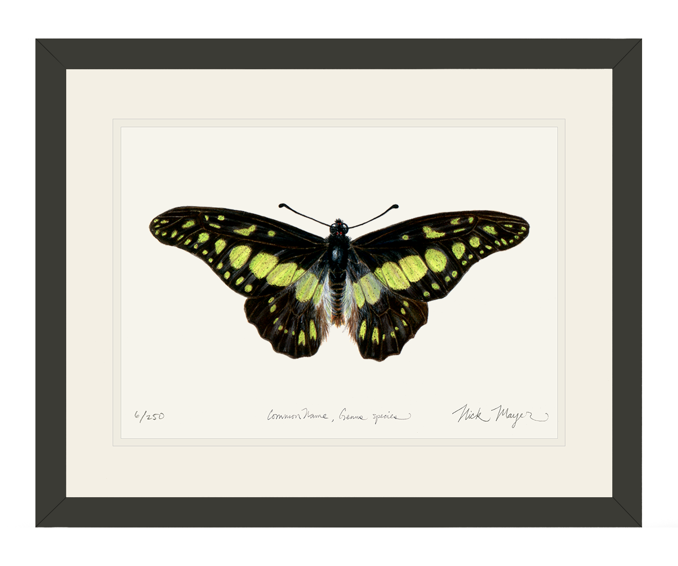 Electric Green Swordtail Butterfly Limited Edition Print