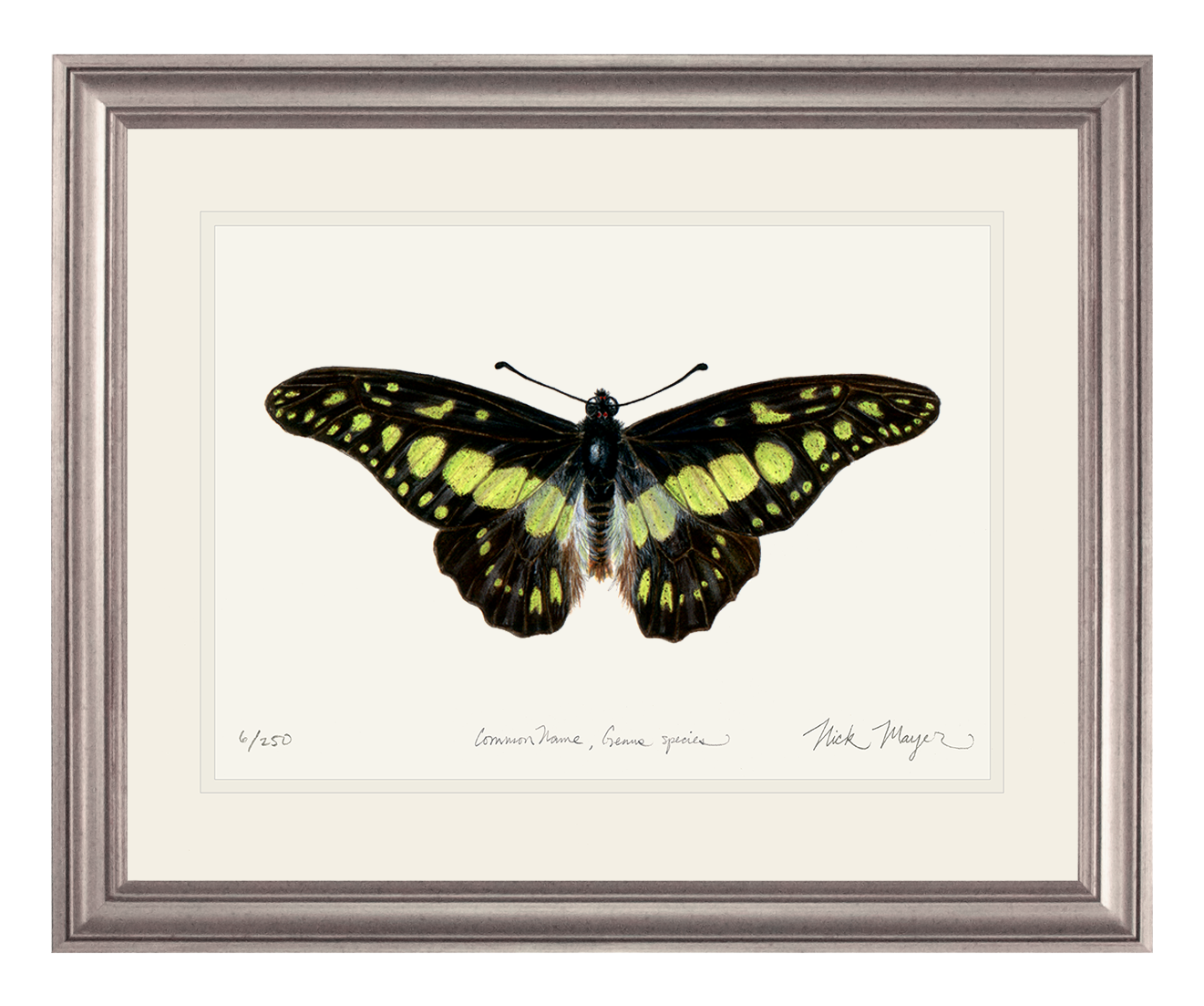 Electric Green Swordtail Butterfly Limited Edition Print