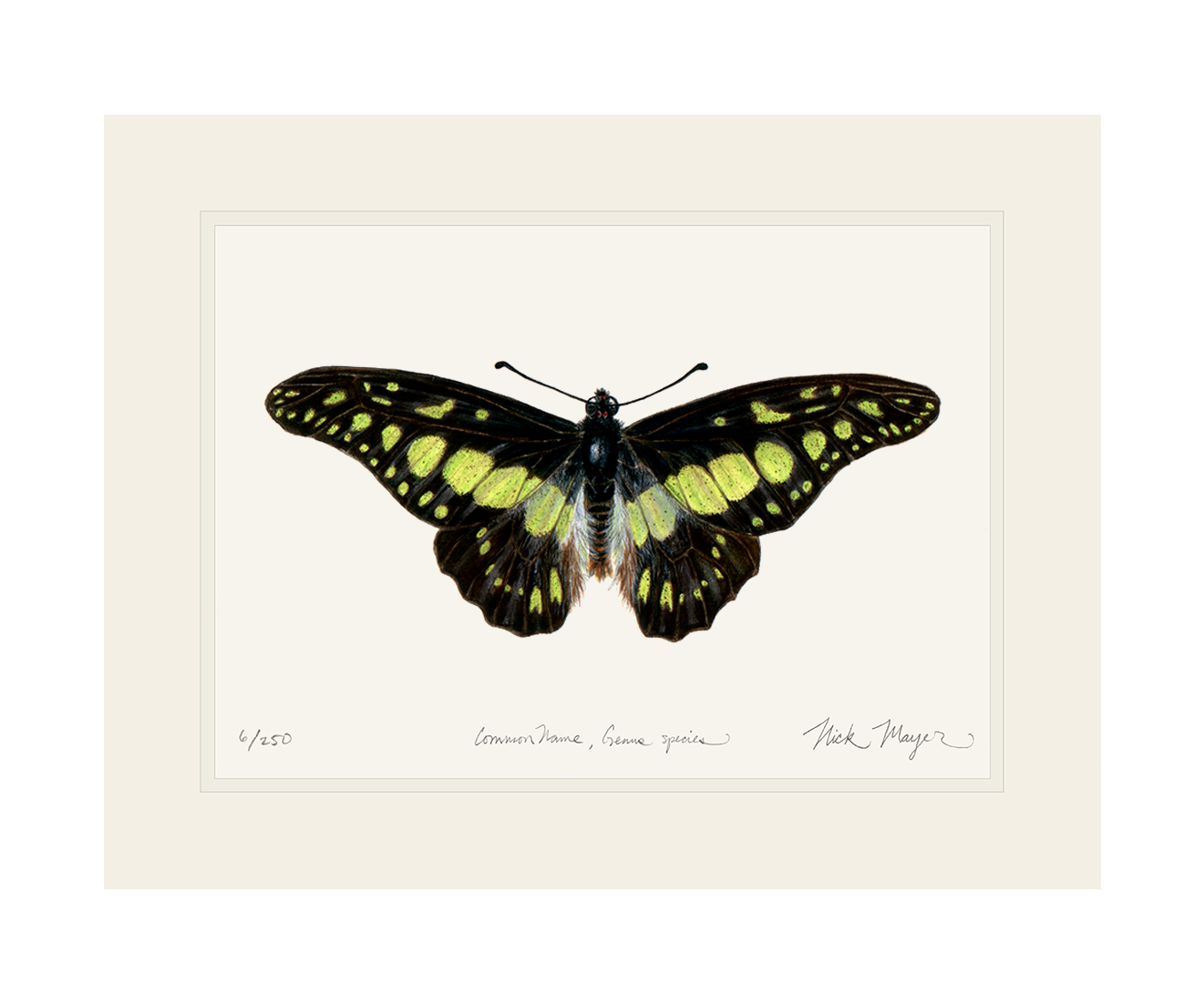 Electric Green Swordtail Butterfly Limited Edition Print