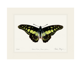 Electric Green Swordtail Butterfly Print