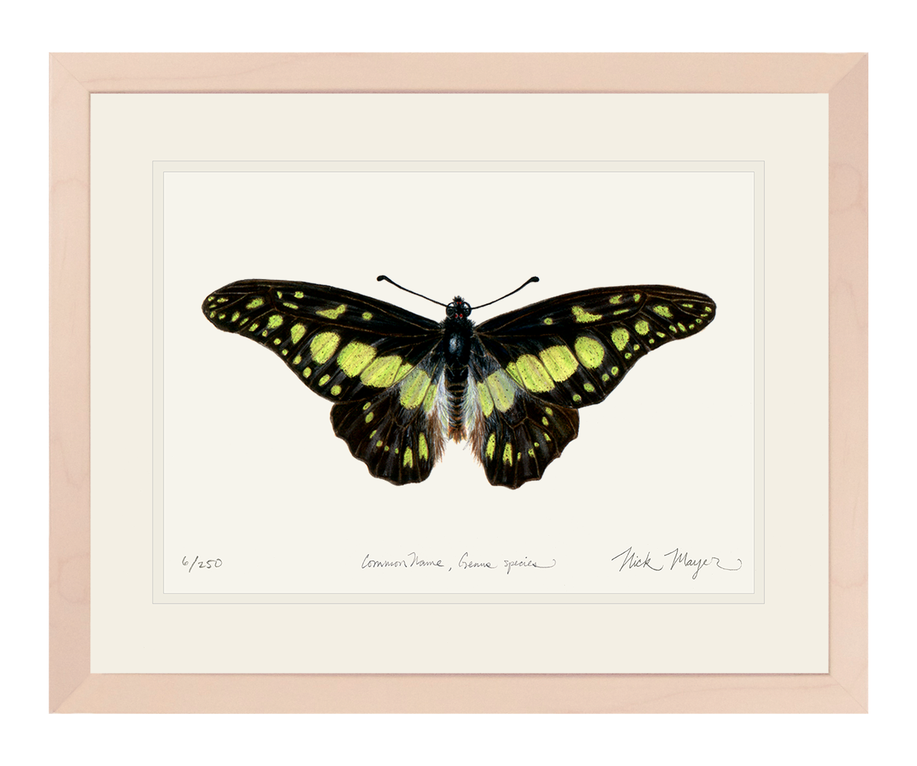 Electric Green Swordtail Butterfly Limited Edition Print