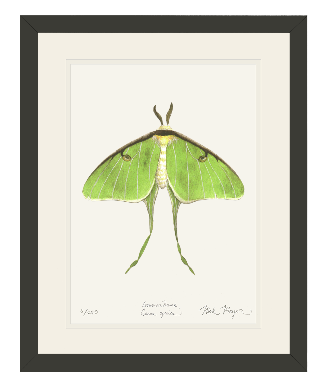 Luna Moth Print