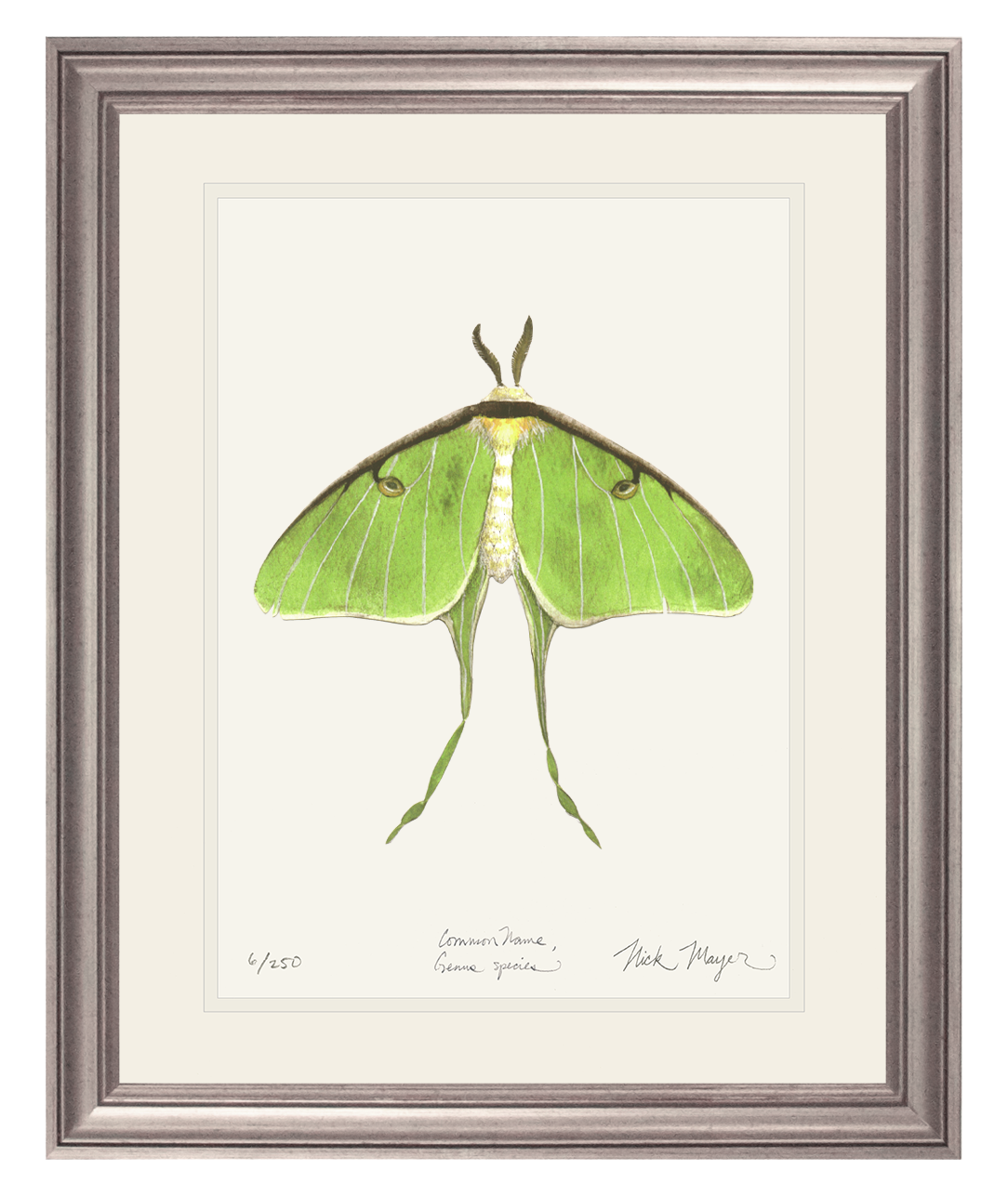 Luna Moth Print