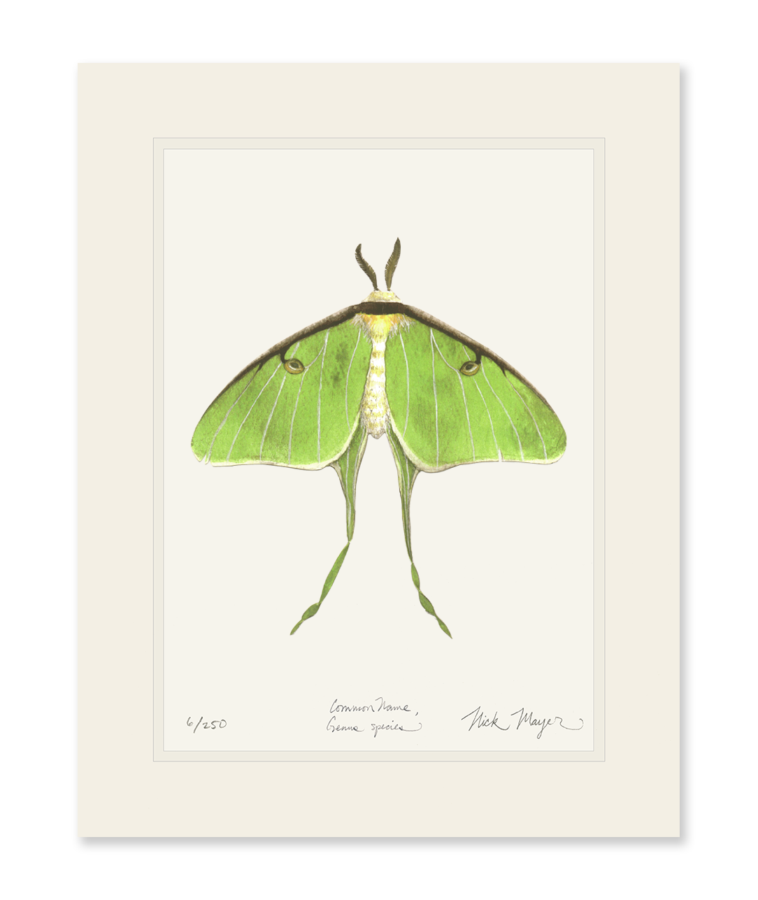 Luna Moth Print