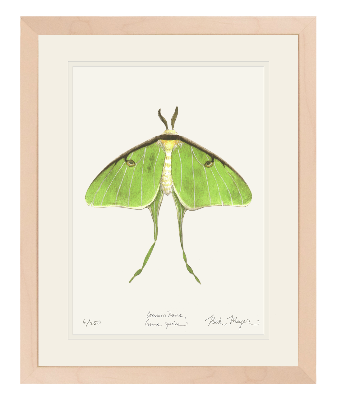 Luna Moth Limited Edition Print