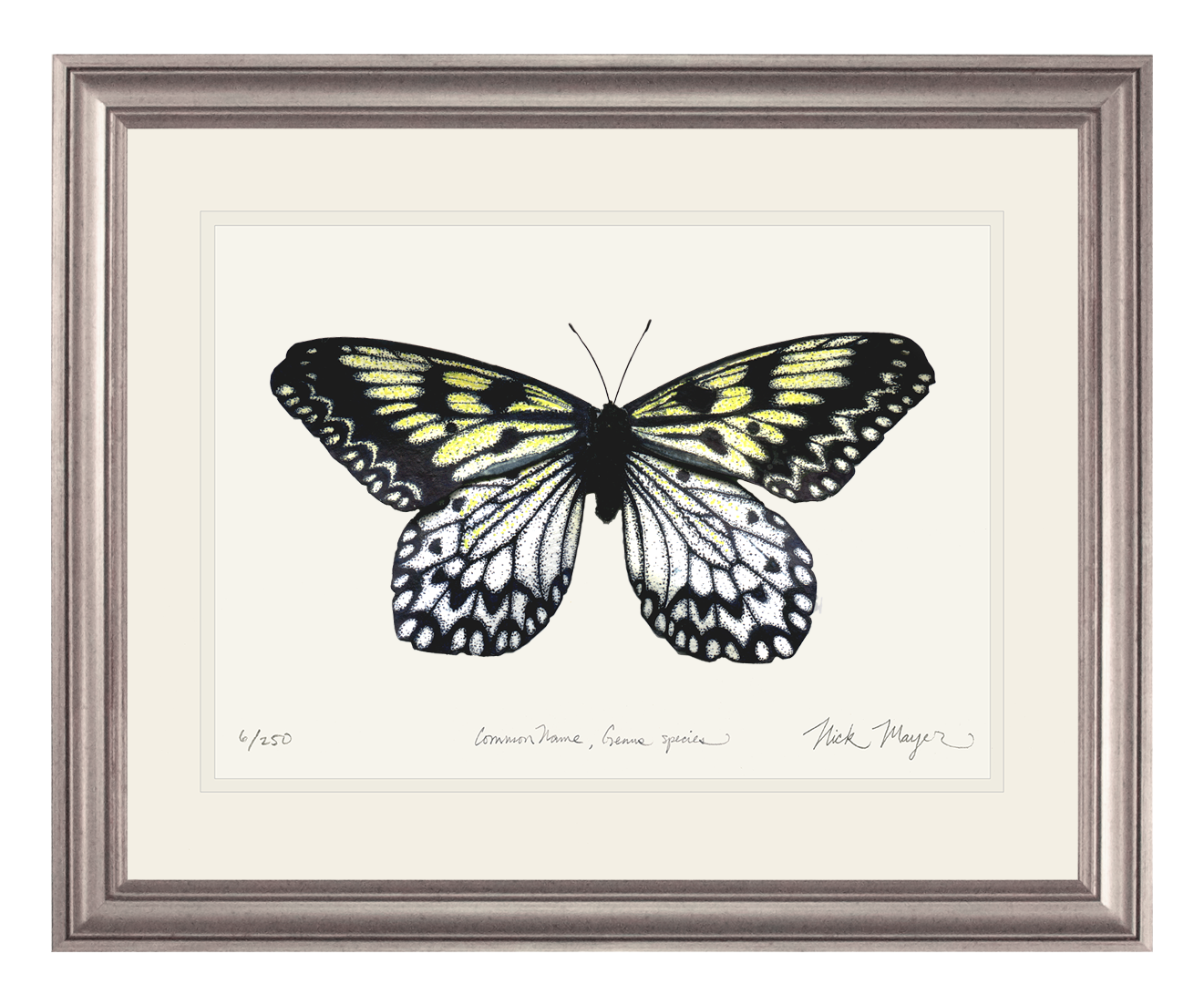 Mangrove Nymph Butterfly Print