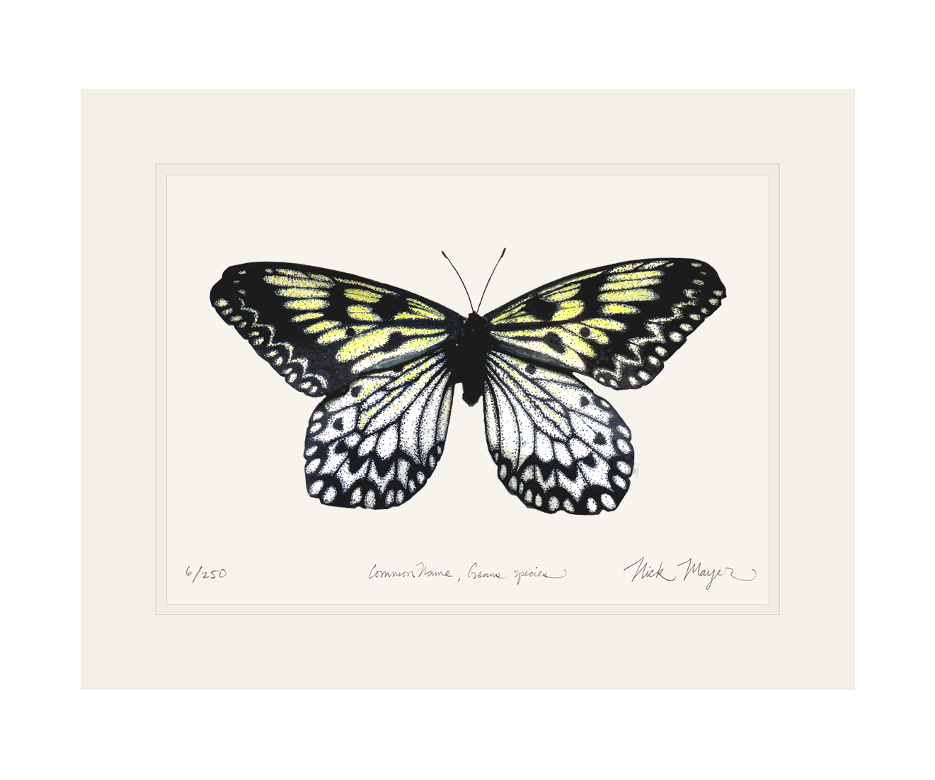 Mangrove Nymph Butterfly Print