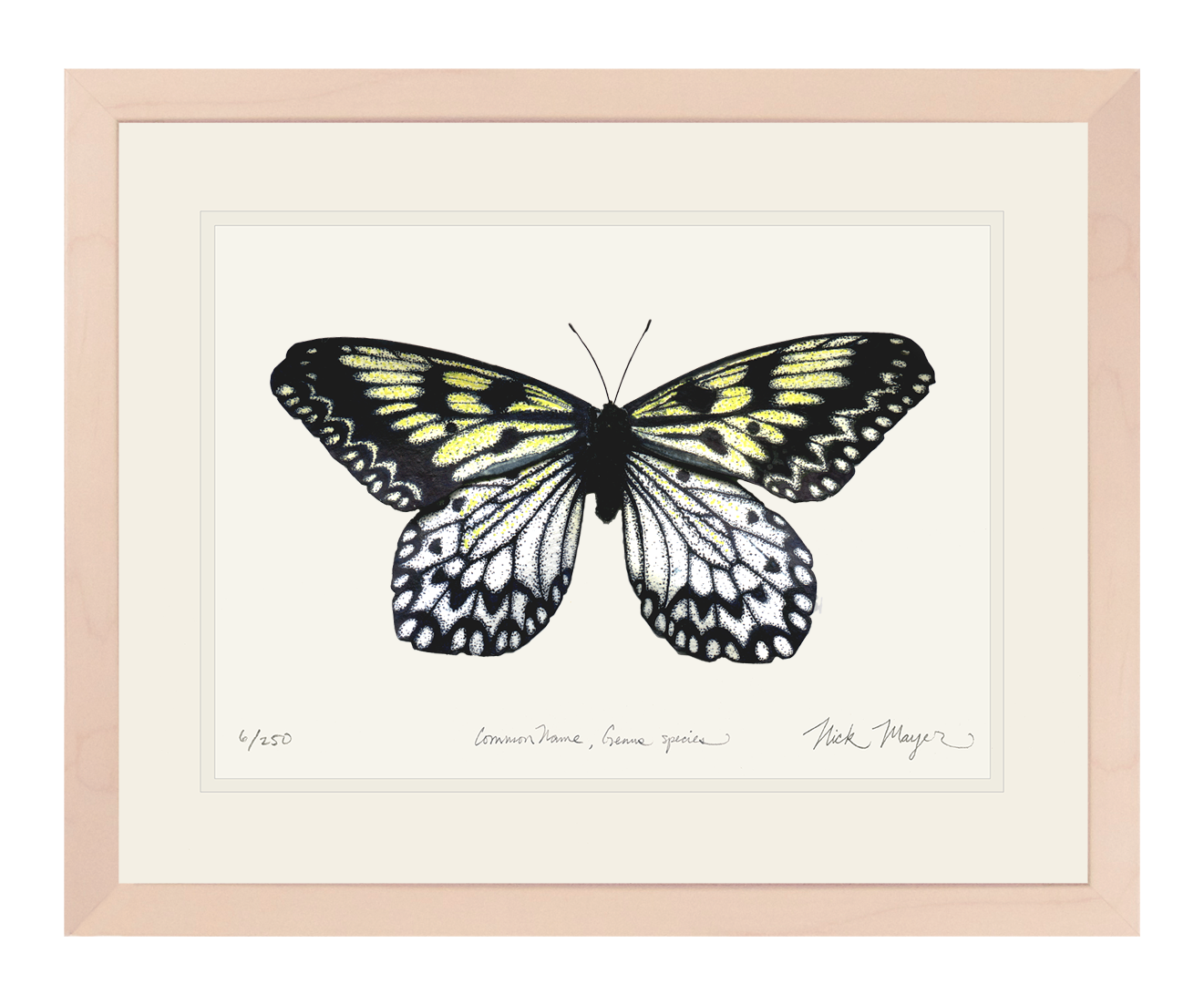 Mangrove Nymph Butterfly Print