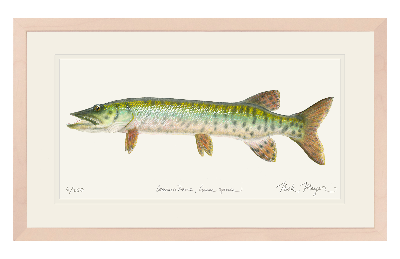 Baby Muskie Limited Edition Print
