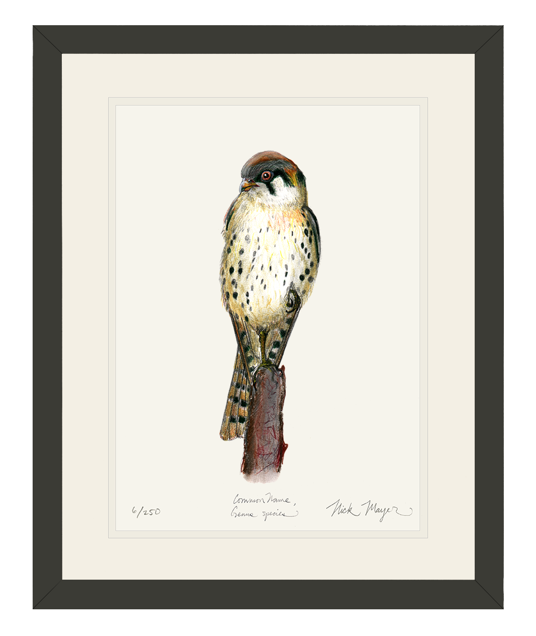 American Kestrel Print