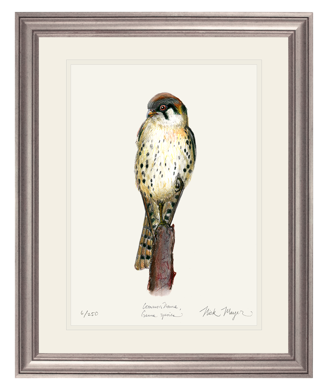 American Kestrel Print