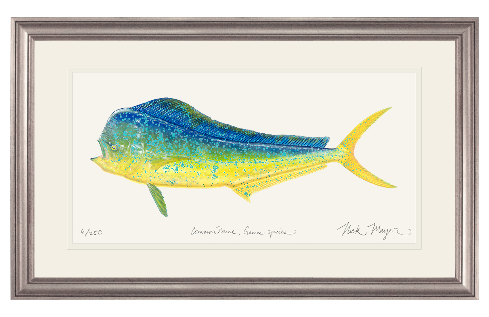 Bull Dorado/ Mahi Limited Edition Print - Best Seller
