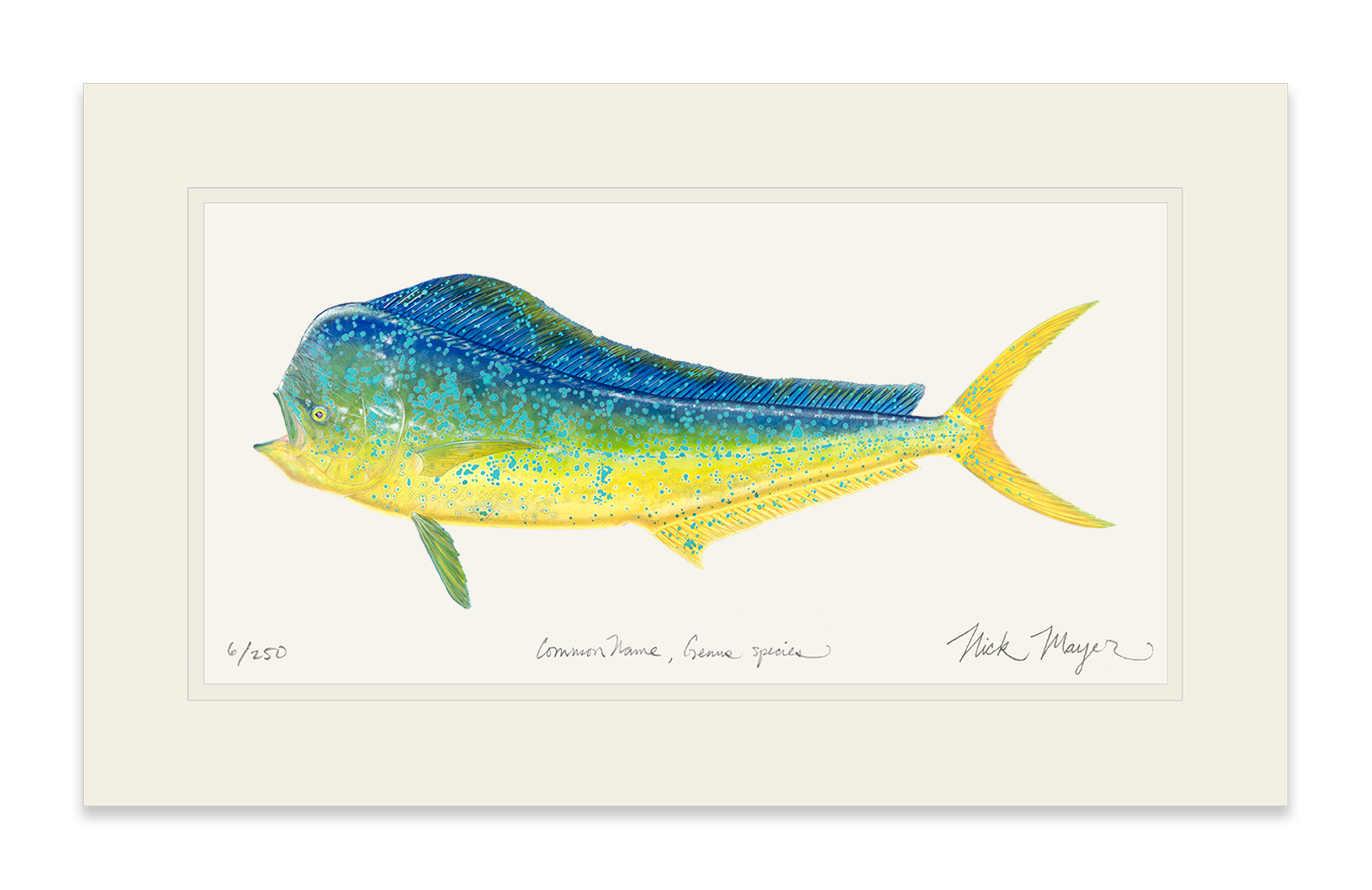 Bull Dorado/ Mahi Limited Edition Print - Best Seller