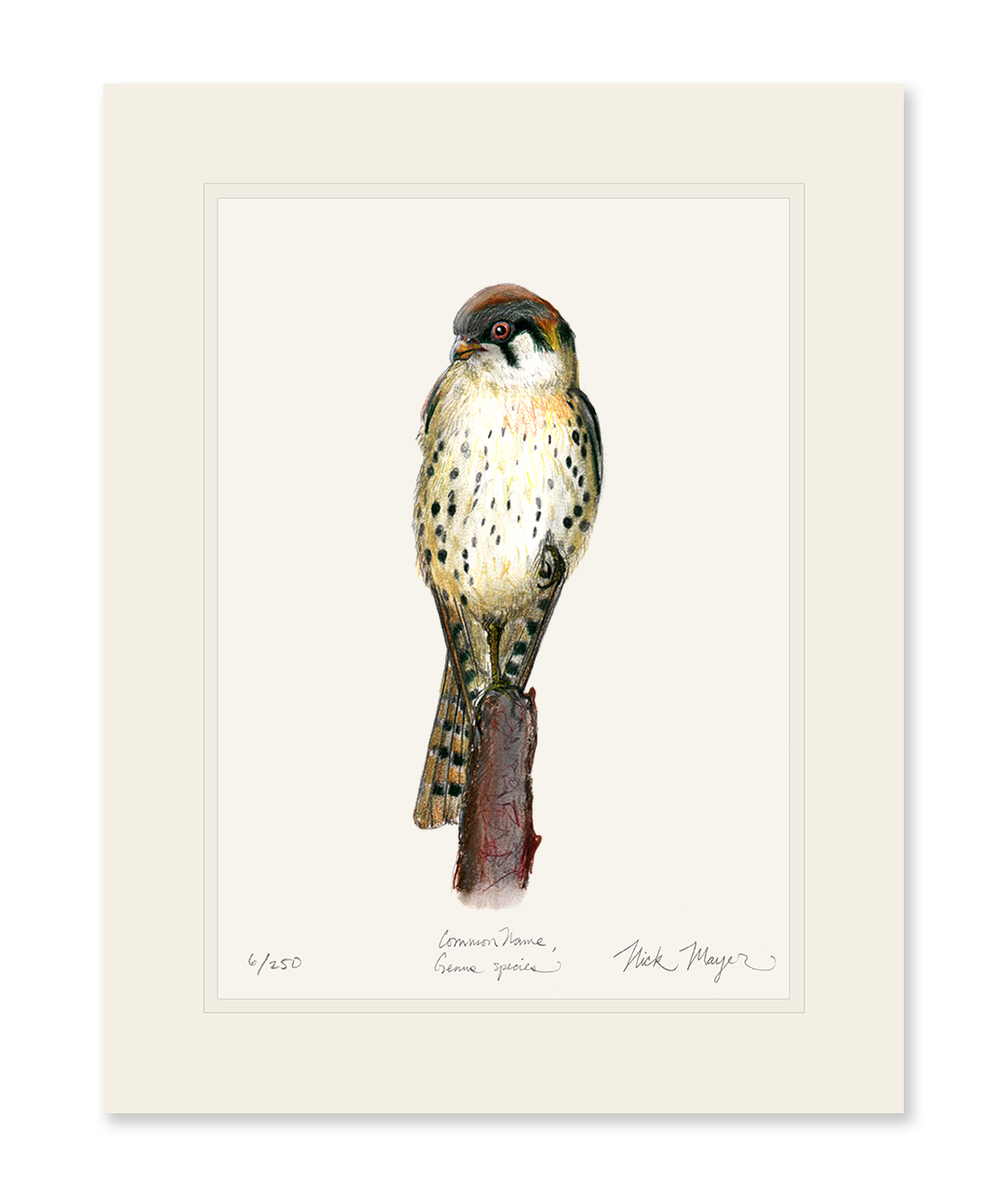 American Kestrel Print