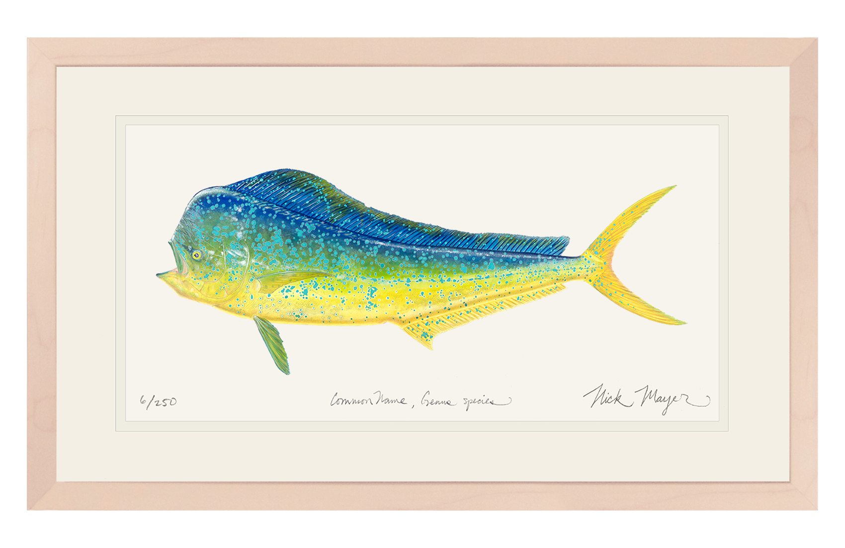 Bull Dorado/ Mahi Limited Edition Print - Best Seller