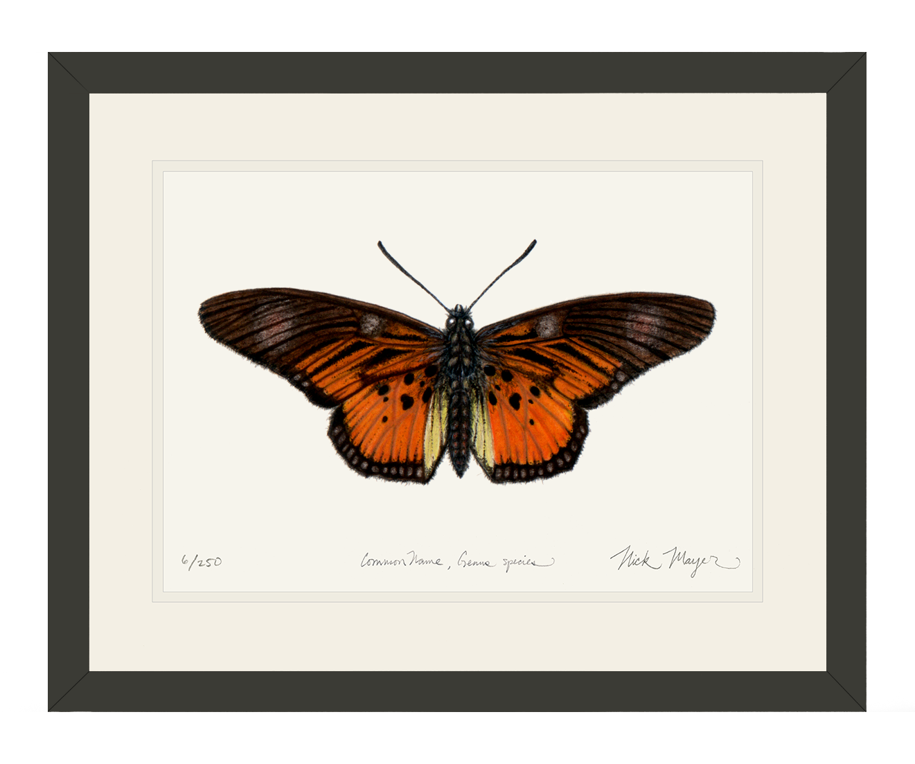 Clark's False Acraea Butterfly Print