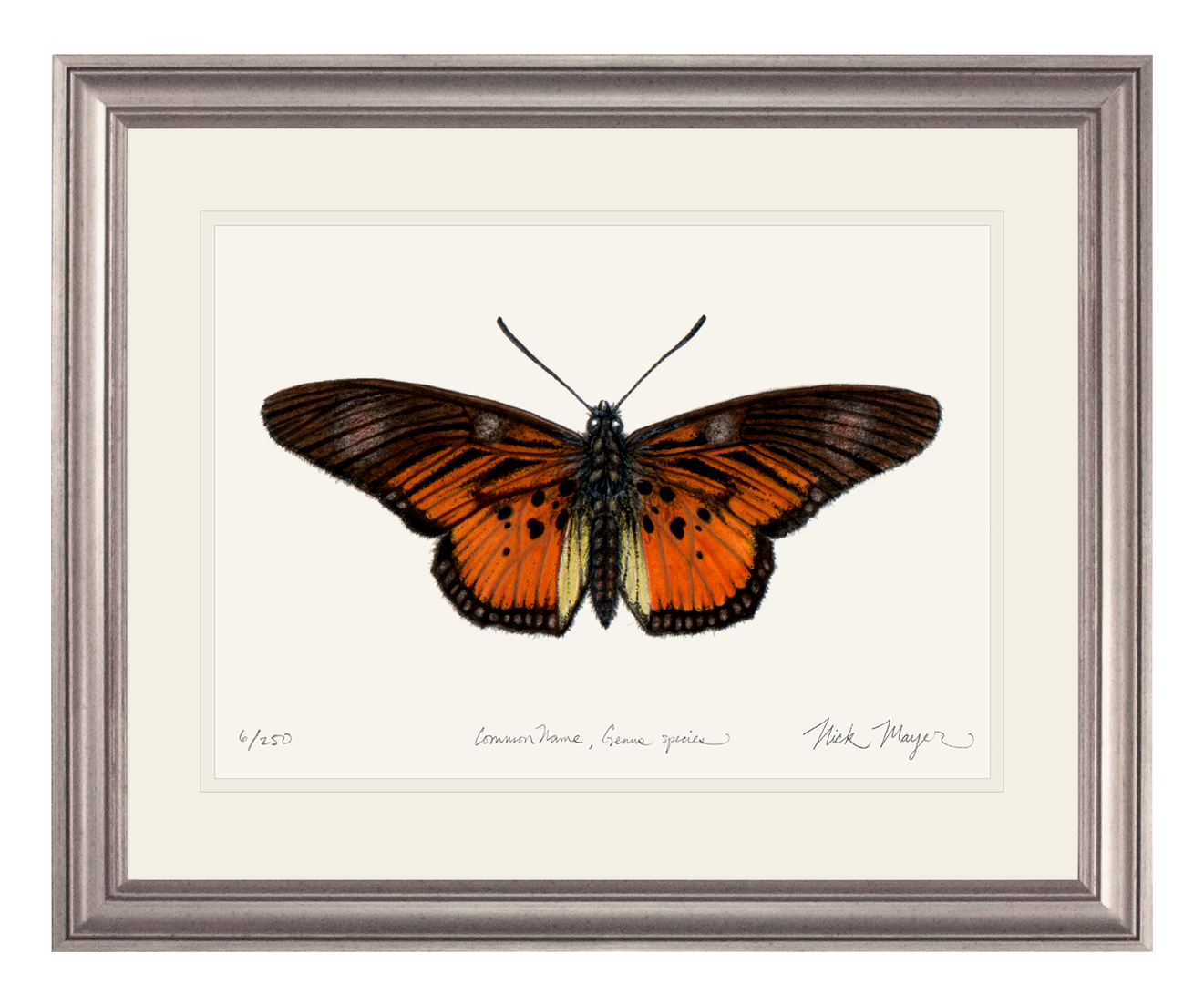 Clark's False Acraea Butterfly Print