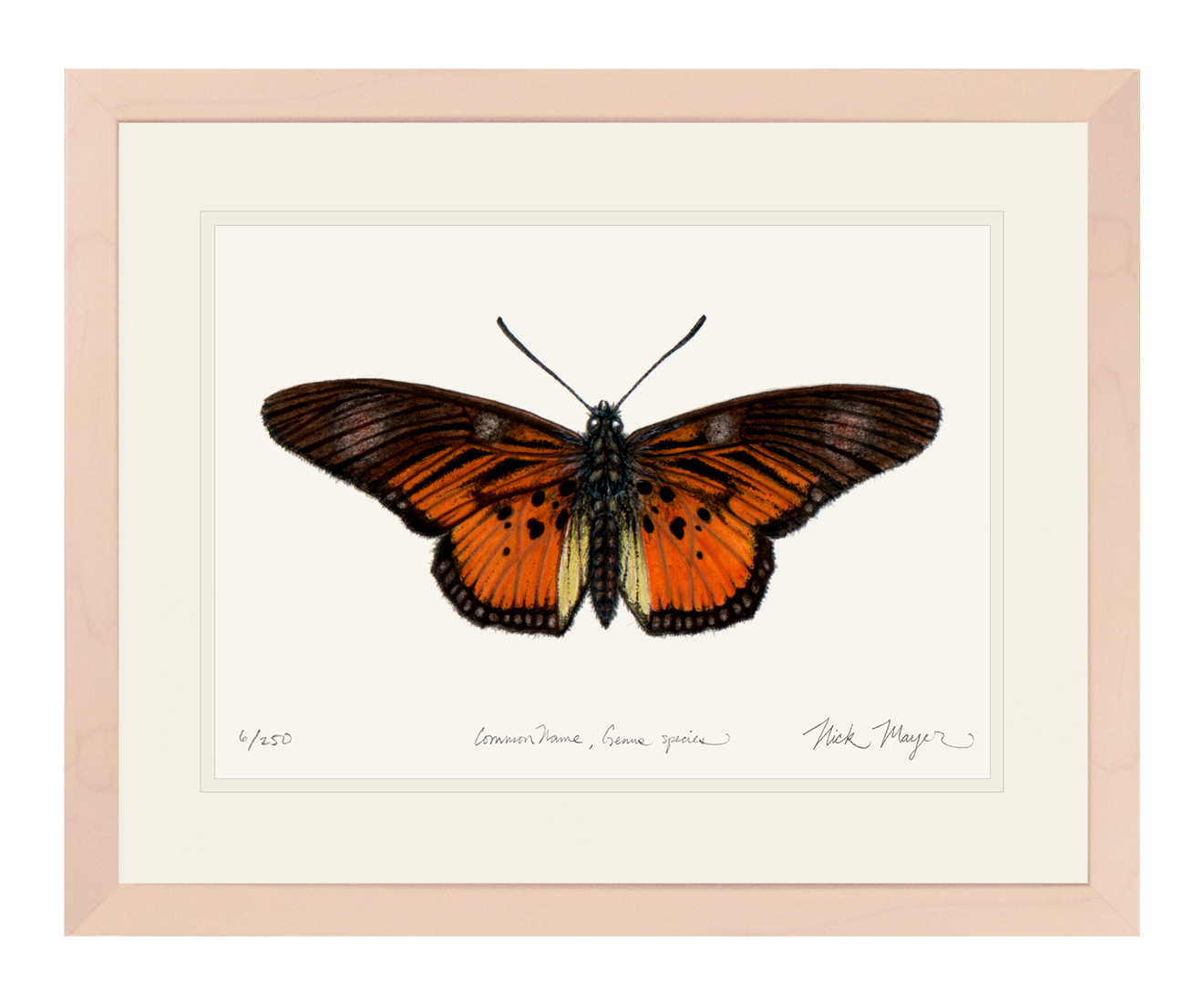 Clark's False Acraea Butterfly Print