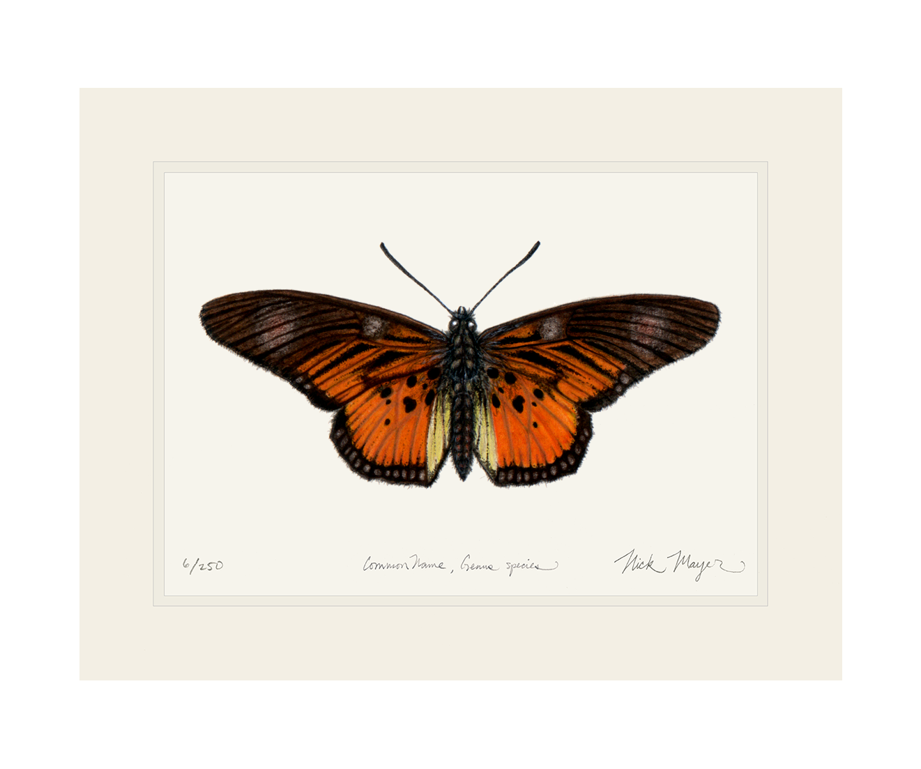 Clark's False Acraea Butterfly Print