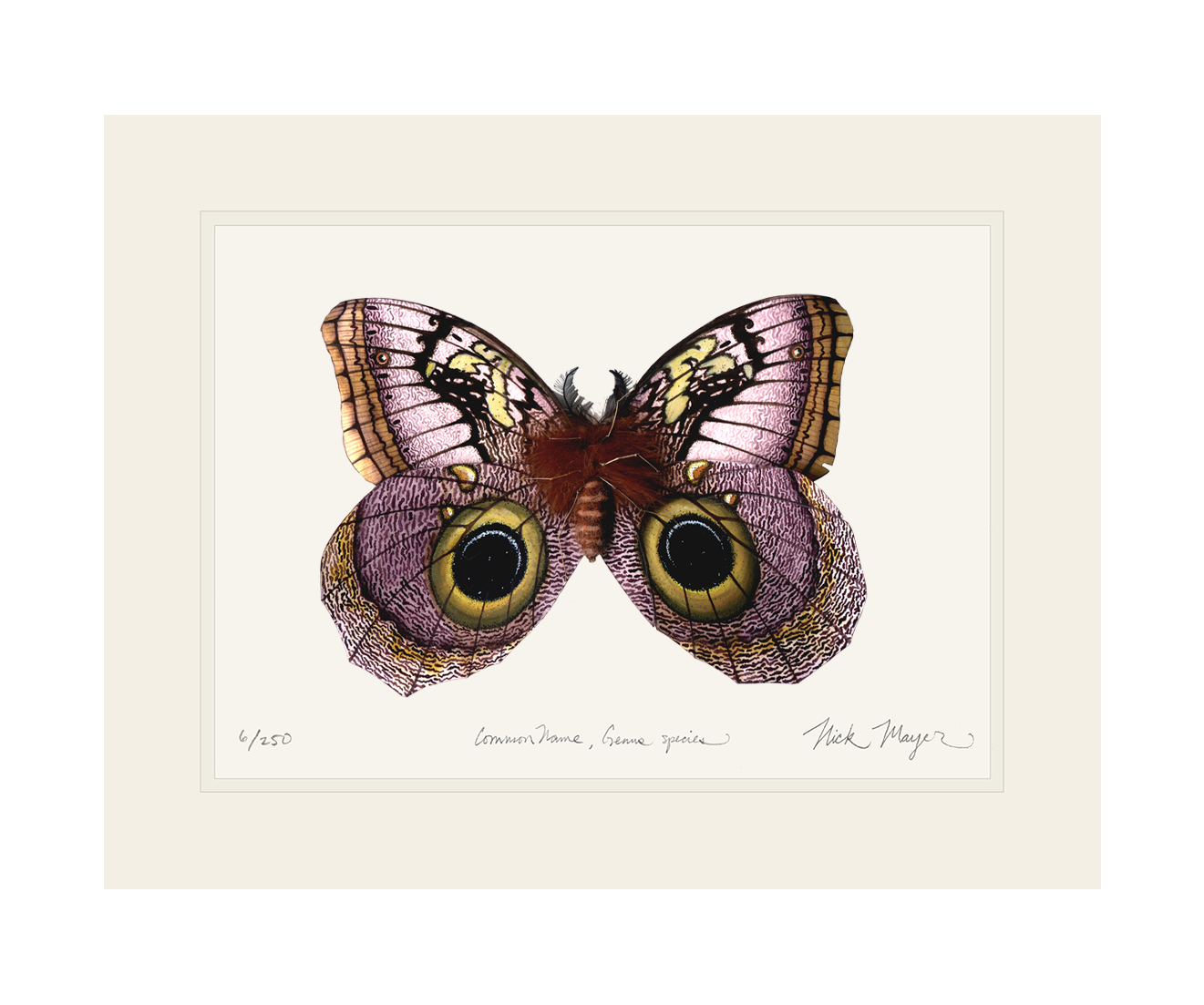 Owl Butterfly I Print